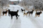 Стаи бродячих собак во дворе